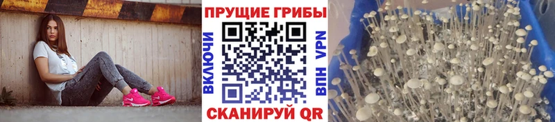 дарнет шоп  Чусовой  Псилоцибиновые грибы MAGIC MUSHROOMS 